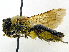  ( - SHMELb-G03)  @14 [ ] Copyright (2011) Timofey V. Levchenko State Darwin museum