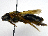  ( - SHMELb-G08)  @14 [ ] Copyright (2011) Timofey V. Levchenko State Darwin museum