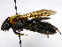  (Andrena gallica - SHMELb-G09)  @14 [ ] Copyright (2011) Timofey V. Levchenko State Darwin museum