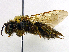  ( - SHMELb-G10)  @11 [ ] Copyright (2011) Timofey V. Levchenko State Darwin museum