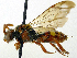 ( - SHMELb-H11)  @14 [ ] Copyright (2011) Timofey V. Levchenko State Darwin museum