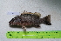  ( - STRI-X-6403)  @11 [ ] No Rights Reserved (2023) Unspecified Smithsonian Tropical Research Institute