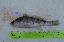  ( - STRI-X-6417)  @11 [ ] No Rights Reserved (2023) Unspecified Smithsonian Tropical Research Institute