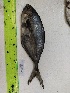  ( - STRI-X-6394)  @11 [ ] No Rights Reserved (2023) Unspecified Smithsonian Tropical Research Institute