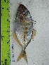  ( - STRI-X-6359)  @11 [ ] No Rights Reserved (2023) Unspecified Smithsonian Tropical Research Institute
