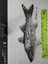  ( - STRI-X-6361)  @11 [ ] No Rights Reserved (2023) Unspecified Smithsonian Tropical Research Institute
