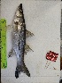  ( - STRI-X-6362)  @11 [ ] No Rights Reserved (2023) Unspecified Smithsonian Tropical Research Institute