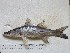  ( - STRI-X-6370)  @11 [ ] No Rights Reserved (2023) Unspecified Smithsonian Tropical Research Institute