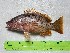  ( - STRI-X-6402)  @11 [ ] No Rights Reserved (2023) Unspecified Smithsonian Tropical Research Institute
