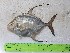  ( - STRI-X-6357)  @11 [ ] No Rights Reserved (2023) Unspecified Smithsonian Tropical Research Institute
