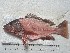  ( - STRI-X-6404)  @11 [ ] No Rights Reserved (2023) Unspecified Smithsonian Tropical Research Institute