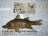 ( - STRI-1795)  @11 [ ] No Rights Reserved (2023) Unspecified Smithsonian Tropical Research Institute