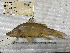 ( - STRI-1796)  @11 [ ] No Rights Reserved (2023) Unspecified Smithsonian Tropical Research Institute