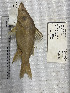  ( - STRI-1799)  @11 [ ] No Rights Reserved (2023) Unspecified Smithsonian Tropical Research Institute