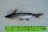  (Bagre pinnimaculatus - STRI-X-6351)  @11 [ ] CreativeCommons  Attribution Non-Commercial Share-Alike (2023) Unspecified Smithsonian Tropical Research Institute