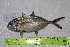 ( - STRI-X-6355)  @11 [ ] CreativeCommons  Attribution Non-Commercial Share-Alike (2023) Unspecified Smithsonian Tropical Research Institute