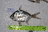  ( - STRI-X-6380)  @11 [ ] CreativeCommons  Attribution Non-Commercial Share-Alike (2023) Unspecified Smithsonian Tropical Research Institute