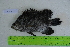  (Lobotes pacificus - STRI-X-6400)  @11 [ ] CreativeCommons  Attribution Non-Commercial Share-Alike (2023) Unspecified Smithsonian Tropical Research Institute