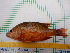  ( - STRI-X-6448)  @11 [ ] CreativeCommons  Attribution Non-Commercial Share-Alike (2023) Unspecified Smithsonian Tropical Research Institute