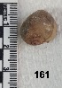  ( - PCINV_161)  @11 [ ] No Rights Reserved (2025) Unspecified Smithsonian Tropical Research Institute