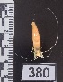  ( - PCINV_380)  @11 [ ] No Rights Reserved (2025) Unspecified Smithsonian Tropical Research Institute