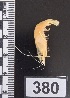  ( - PCINV_380)  @11 [ ] No Rights Reserved (2025) Unspecified Smithsonian Tropical Research Institute