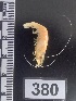  ( - PCINV_380)  @11 [ ] No Rights Reserved (2025) Unspecified Smithsonian Tropical Research Institute