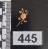  (Elamenopsis - PCINV_445)  @11 [ ] No Rights Reserved (2025) Unspecified Smithsonian Tropical Research Institute