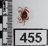  ( - PCINV_455)  @11 [ ] No Rights Reserved (2025) Unspecified Smithsonian Tropical Research Institute