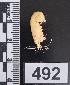  ( - PCINV_492)  @11 [ ] No Rights Reserved (2025) Unspecified Smithsonian Tropical Research Institute