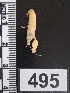  ( - PCINV_495)  @11 [ ] No Rights Reserved (2025) Unspecified Smithsonian Tropical Research Institute