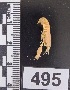  ( - PCINV_495)  @11 [ ] No Rights Reserved (2025) Unspecified Smithsonian Tropical Research Institute