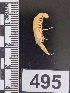  ( - PCINV_495)  @11 [ ] No Rights Reserved (2025) Unspecified Smithsonian Tropical Research Institute