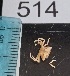  ( - PCINV_514)  @11 [ ] No Rights Reserved (2025) Unspecified Smithsonian Tropical Research Institute