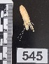  (Macrobrachium cf. transandicum - PCINV_545)  @11 [ ] No Rights Reserved (2025) Unspecified Smithsonian Tropical Research Institute