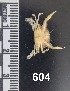  ( - PCINV_604)  @11 [ ] No Rights Reserved (2025) Unspecified Smithsonian Tropical Research Institute