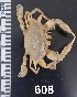  ( - PCINV_608)  @11 [ ] No Rights Reserved (2025) Unspecified Smithsonian Tropical Research Institute