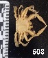  ( - PCINV_608)  @11 [ ] No Rights Reserved (2025) Unspecified Smithsonian Tropical Research Institute