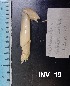  ( - PCINV_INV-19)  @11 [ ] No Rights Reserved (2025) Unspecified Smithsonian Tropical Research Institute