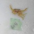  (Callinectes cf. arcuatus - PCINV_604)  @11 [ ] Unspecified (default): All Rights Reserved (2025) No Rights Reserved Smithsonian Tropical Research Institute