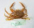  ( - PCINV_608)  @11 [ ] Unspecified (default): All Rights Reserved (2025) No Rights Reserved Smithsonian Tropical Research Institute