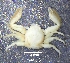  (Petrolisthes robsonae - PCINV_Y-455G)  @11 [ ] Unspecified (default): All Rights Reserved (2025) No Rights Reserved Smithsonian Tropical Research Institute