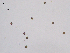  (Ustilaginomycetes - PcP)  @11 [ ] CreativeCommons - Attribution Share-Alike (2021) Unspecified ICAR-NATIONAL BUREAU OF PLANT GENETIC RESOURCES