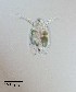  (Ceriodaphnia cornuta - PanCan-0072)  @11 [ ] by-nc-sa (2025) Smithsonian Tropical Research Institute Smithsonian Tropical Research Institute