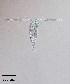  (Diaptomus - PanCan-0084)  @11 [ ] by-nc-sa (2025) Smithsonian Tropical Research Institute Smithsonian Tropical Research Institute