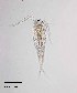  ( - PanCan-0086)  @11 [ ] by-nc-sa (2025) Smithsonian Tropical Research Institute Smithsonian Tropical Research Institute