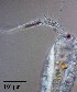  ( - PanCan-0086)  @11 [ ] by-nc-sa (2025) Smithsonian Tropical Research Institute Smithsonian Tropical Research Institute