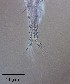  ( - PanCan-0086)  @11 [ ] by-nc-sa (2025) Smithsonian Tropical Research Institute Smithsonian Tropical Research Institute