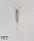  ( - PanCan-0087)  @11 [ ] by-nc-sa (2025) Smithsonian Tropical Research Institute Smithsonian Tropical Research Institute