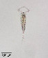  ( - PanCan-0087)  @11 [ ] by-nc-sa (2025) Smithsonian Tropical Research Institute Smithsonian Tropical Research Institute